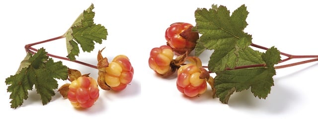 Neutrogena® Inhaltsstoff Nordic-Berry
